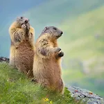 Alpengarten Apartmán