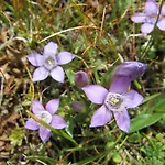 Apartmán Alpengarten *