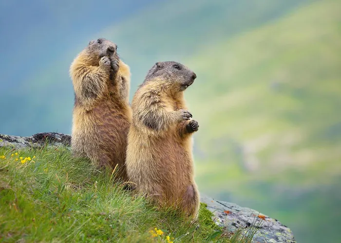 Alpengarten Апартаменты