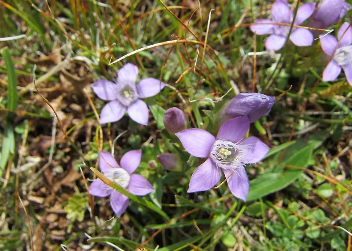 Lejlighed Alpengarten *